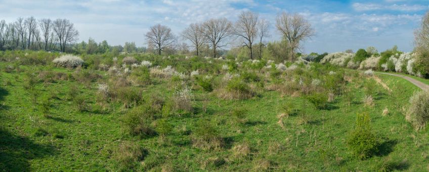 Afwisseling meidoorns en grasland in beeld middels fotomast