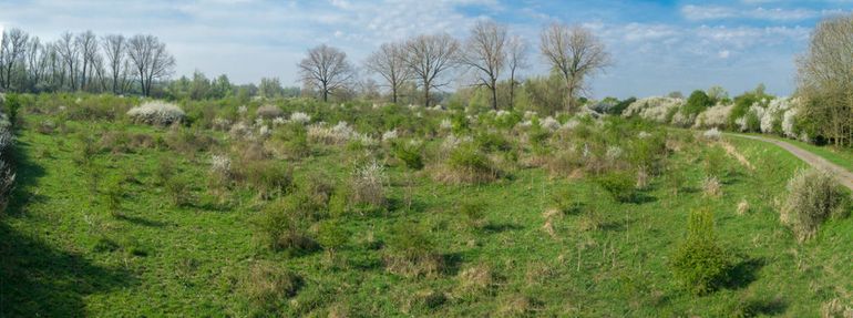 Afwisseling meidoorns en grasland in beeld middels fotomast