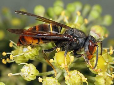 De Aziatische hoornaar kan qua aandacht inmiddels concurreren met de limonadewespen (uit ET plooivleugels)