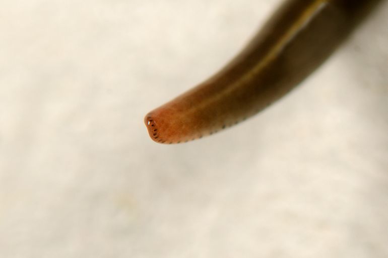 De kop van de blauwe tuinplatworm is oranje en heeft een rij zwarte oogjes langs de rand