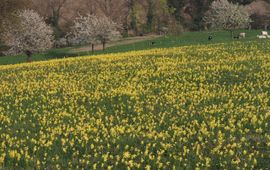 Gulden sleutelbloem