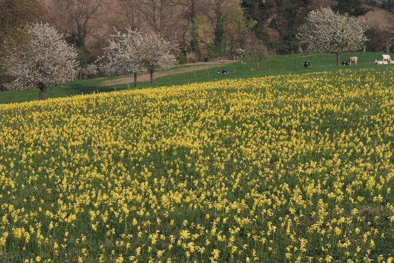 Voorbeeld van een soortenrijk, matig voedselrijk grasland met gulden sleutelbloem, onder agrarisch natuurbeheer