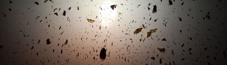 Soms zit het laken vol met vlinders en allerlei andere insecten