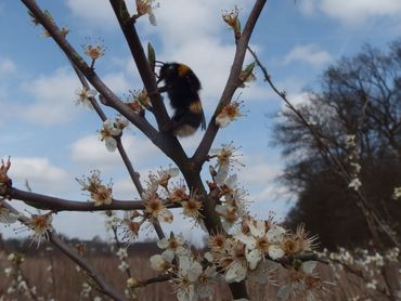 Aardhommel (Bombus terrestris) op sleedoorn