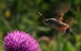 kolibrievlinder op distel