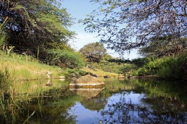 Freshwater pond in Bringamosa, Aruba