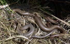 Jim Champion, Flickr, CCBYSA Hazelworm