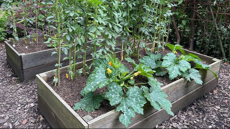 Foto van deelnemer met daarop tuinbonen en keuzegewas courgette