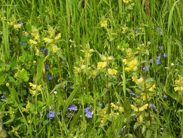 Mooi bloemrijk grasland met onder andere ratelaar