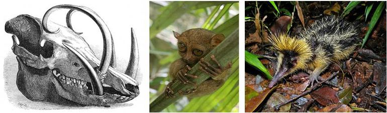 Schedel van de babiroesa van Sulawesi, het spookdiertje van de Filipijnen en een tenrec van Madagaskar