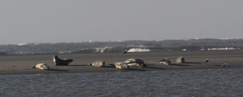 Phoca vitulina. Gewone zeehond