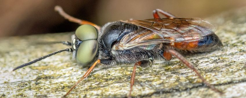 Mannetje van de zeldzame gevlekte wantsendoder.
