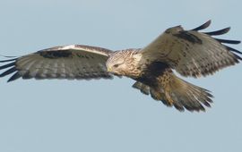 Rein Hofman (www.birdfocus.nl) - EENMALIG GEBRUIK eenmalig gebruik Werkgroep Grauwe Kiekendief