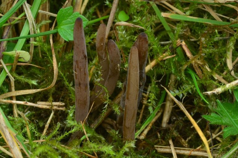 Zwartbruine knotszwam (Clavaria pullei), de tweede vondst in Nederland