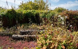 Biodiversiteit op een groen dak