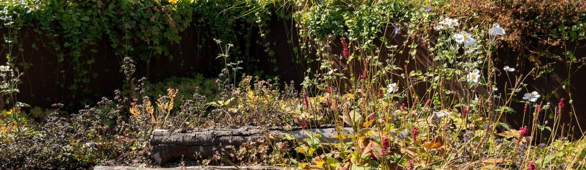 Biodiversiteit op een groen dak