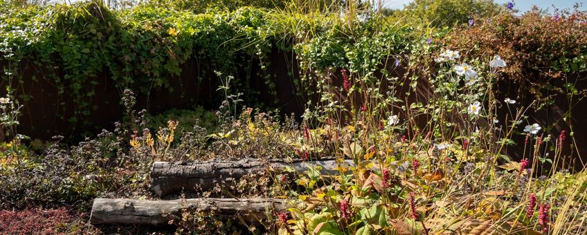 Biodiversiteit op een groen dak