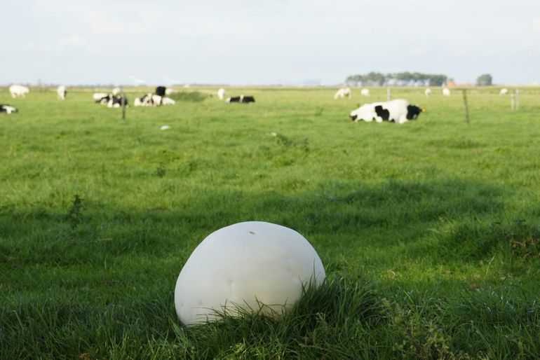 Een reuzenbovist in het weiland is snel te verwarren met een bal