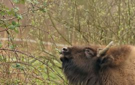 Wisent snoeit braam