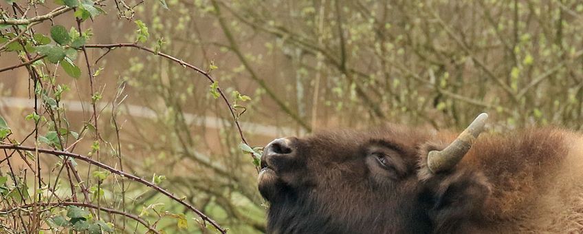 Wisent snoeit braam