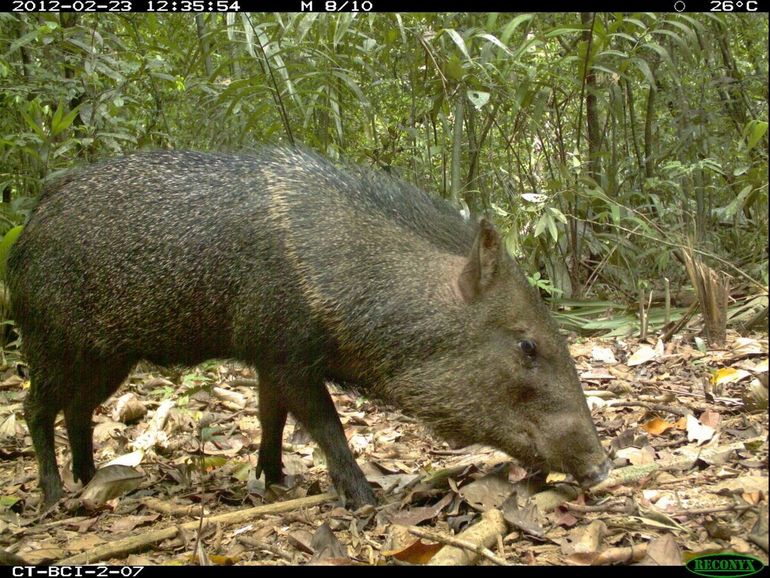 Peccary. Picture taken by a camera trap