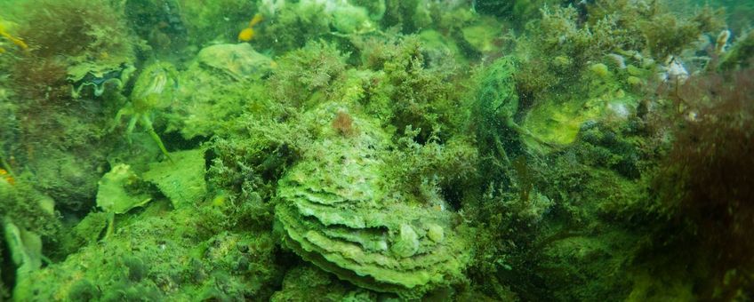 Onderwaternatuur in de Rijn-Maas-Scheldemonding (rif bij de Blokkendam) (eenmalig exclusief wmr)