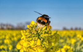 De aardhommel (Bombus terrestris)