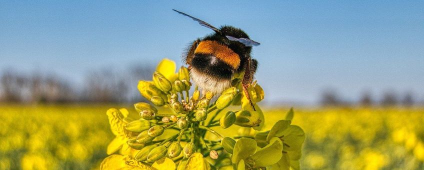 De aardhommel (Bombus terrestris)