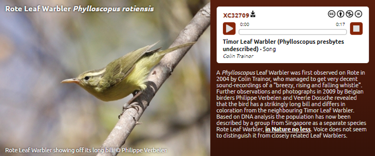 Een van de in 2018 nieuw beschreven vogelsoorten in de collectie van Xeno-canto: Rote Leaf Warbler (Phylloscopus rotiensis). XC32709