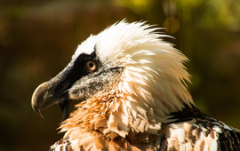 Pixabay Lammergier