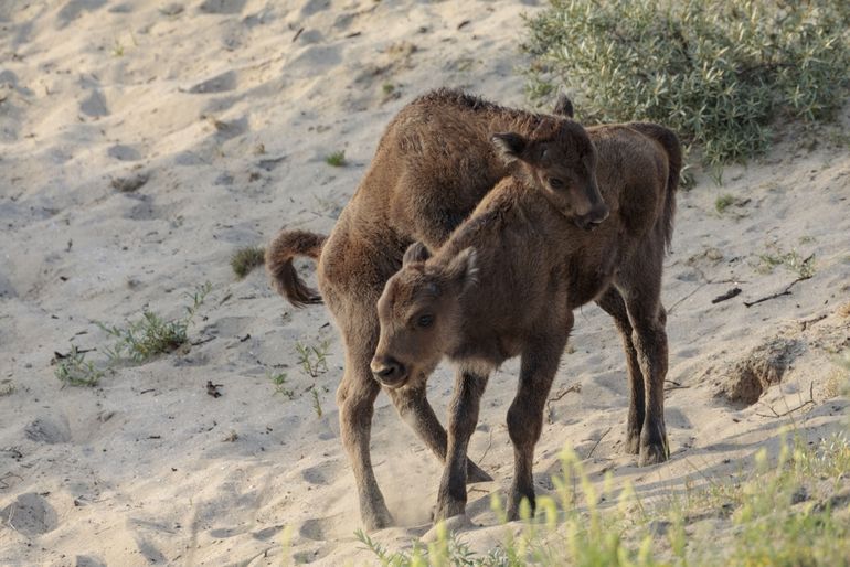 European bison calves Kraansvlak