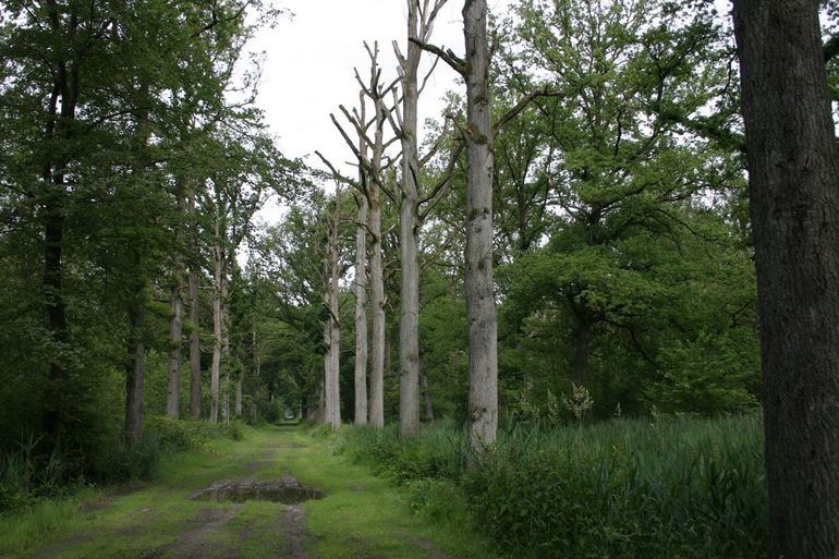 Voorbeeld van staande dode bomen waarin vermiljoenkevers zijn gevonden