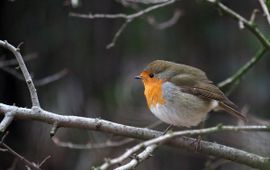 Erithacus rubecula. Roodborst