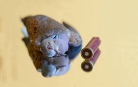 BirdLife Malta Zomertortel met kogel