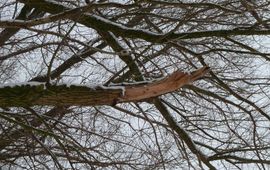 Fedor Gassner Sneeuw boom brekende takken