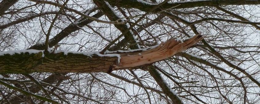 Sneeuw boom brekende takken