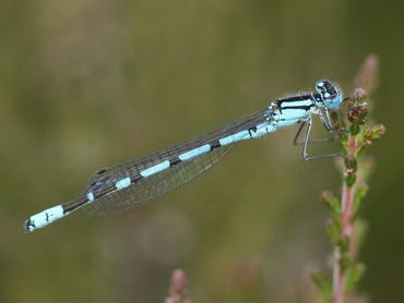 Watersnuffel. Let op de brede blauwe schouderstreep en het bolletje op het tweede segment