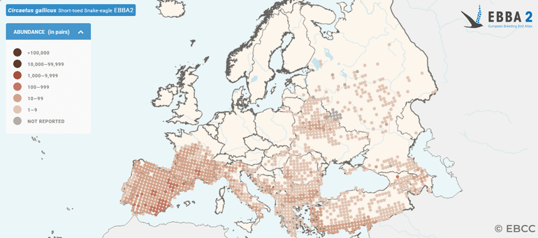 Broedverspreiding en aantalsschattingen van slangenarend in Europa