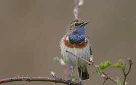 Blauwborst leadfoto