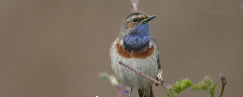 Blauwborst leadfoto