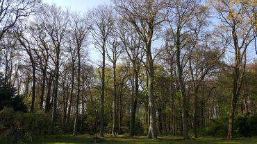 Ook de landgoedbossen in het binnenduingebied vormen een geschikt leefgebied