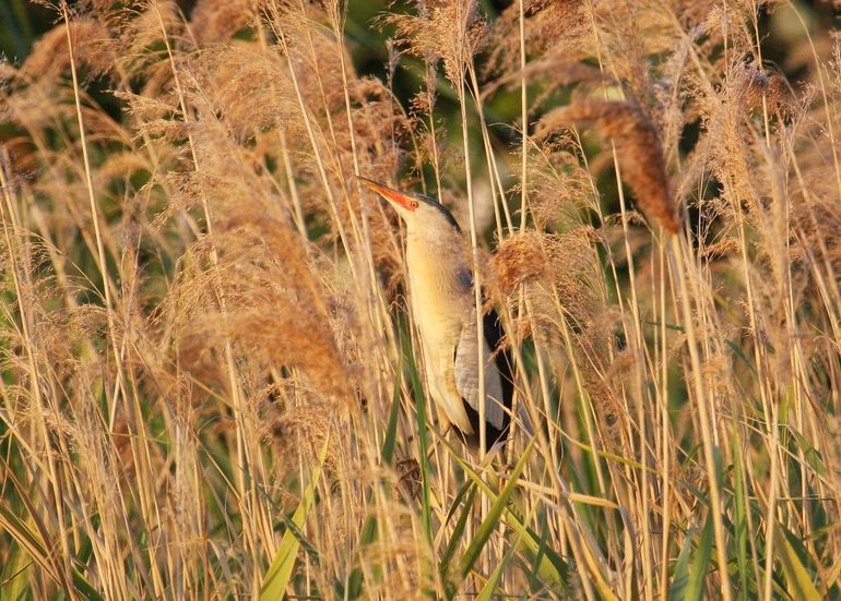 De woudaap klautert met zijn grote poten als de beste door het riet