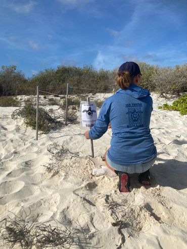 Verplaatsen van het nest van de zeeschildpad voor orkaan Beryl