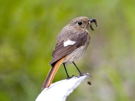 Phoenicurus ochruros. Zwarte roodstaart, vrouw