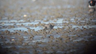 Fast explorers use more visual foraging and eat soft prey such as shrimp or worms