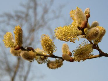 Schietwilg (Salix alba)