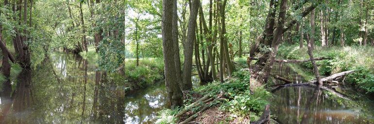 De Oefeltse raam wordt beschaduwd door de elzen die op de oever groeien; afgevallen takken van deze bomen zorgen ook voor variatie in de beek