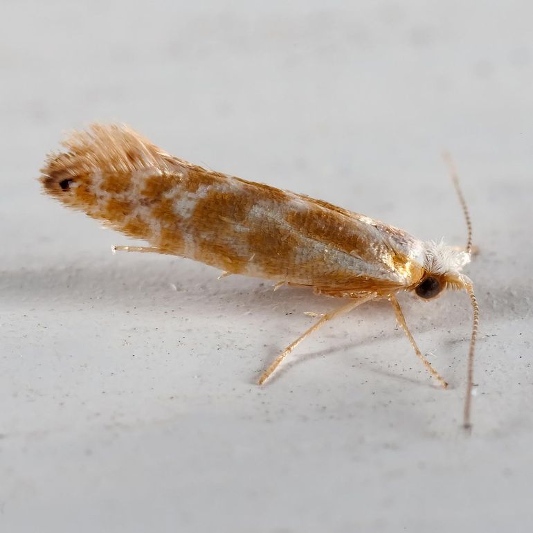 Argyresthia freyella, Minnesota, USA 