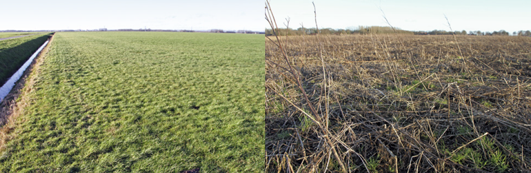 Intensief grasland (links) en braakvegetatie (rechts) verschillen duidelijk in openheid van de vegetatiestructuur