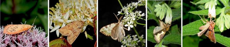 Motten op bloemen: v.l.n.r. rozenblaadje op koninginnenkruid; oranjegeel halmuiltje op kornoelje; kleine groenbandspanner op fluitenkruid; koperuil en goudvenstertje, beide op smeerwortel